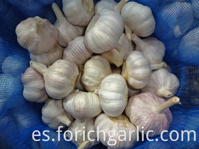 2019 Jinxiang Fresh Normal Garlic